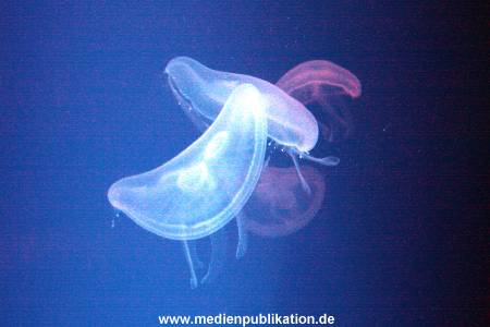 Hagenbeck Archiv 23052009 018