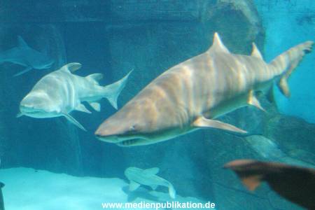 London 2004 099