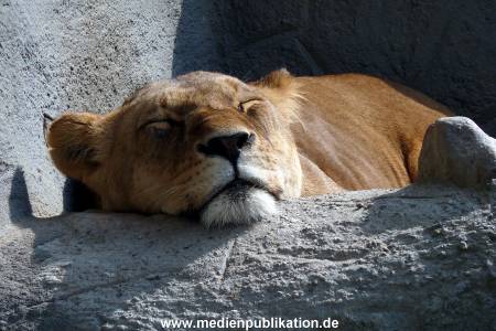 Hagenbeck 17062013 014