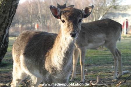 amrum 04 04 vogelkoje 004