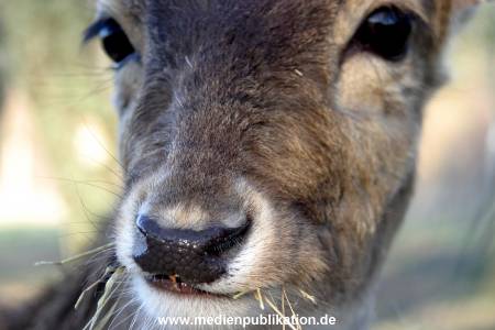 amrum 04 04 vogelkoje 005