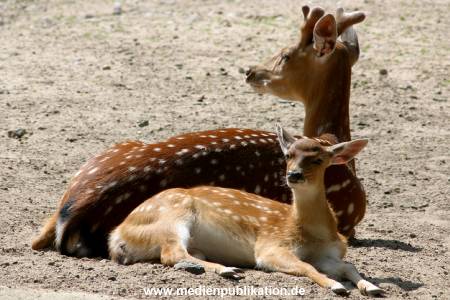 hagenbeck 05 03 113