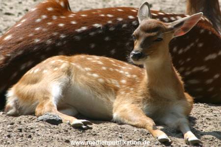 hagenbeck 05 03 115
