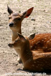 hagenbeck 05 03 116