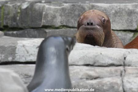 Hagenbeck 02072014 002