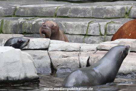 Hagenbeck 02072014 003