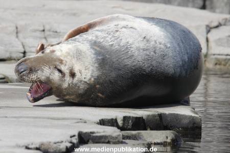 Hagenbeck 09032014 014