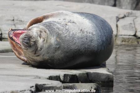 Hagenbeck 09032014 015