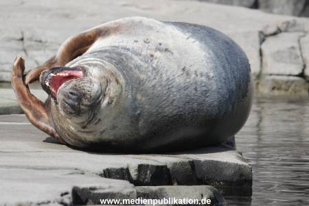 Hagenbeck 09032014 016