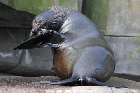 Hagenbeck 24032015 032