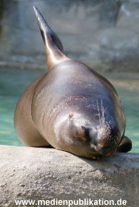 Hagenbeck 24042005 016