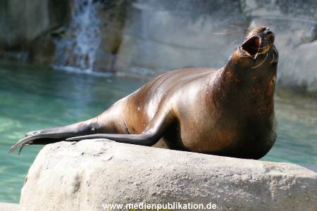 Hagenbeck 24042005 023