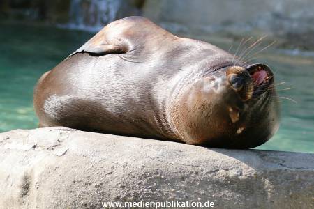 Hagenbeck 24042005 024