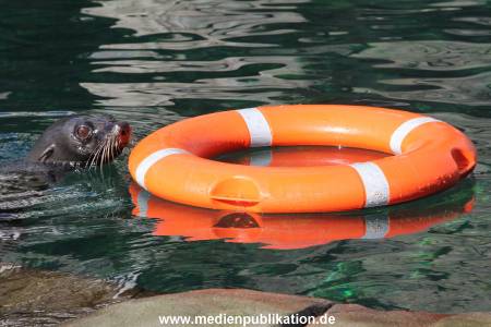 Hagenbeck 26092013 044