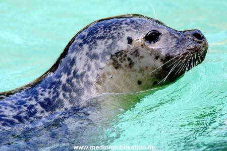 Hagenbeck Archiv 07042009 014