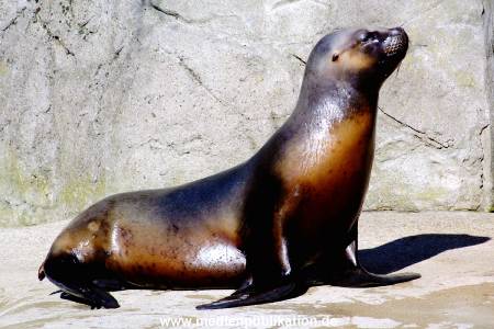 Hagenbeck Archiv 27032009 013