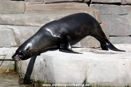 Hagenbeck Eismeer 22062012 001