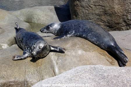 Hagenbeck Eismeer 22062012 008