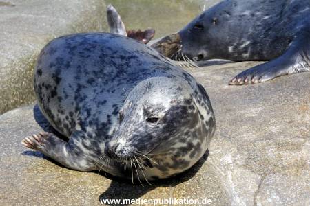 Hagenbeck Eismeer 22062012 009