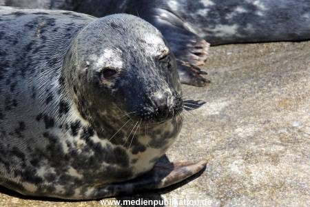 Hagenbeck Eismeer 22062012 010