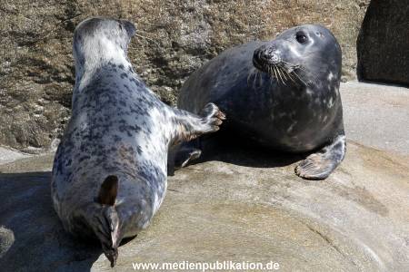 Hagenbeck Eismeer 22062012 012