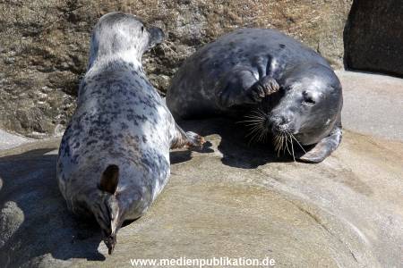 Hagenbeck Eismeer 22062012 013