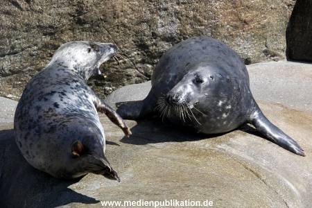 Hagenbeck Eismeer 22062012 014