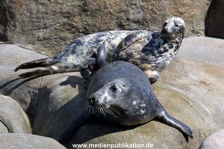 Hagenbeck Eismeer 22062012 015
