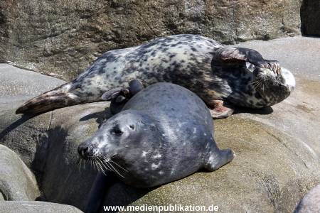 Hagenbeck Eismeer 22062012 016