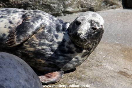 Hagenbeck Eismeer 22062012 017