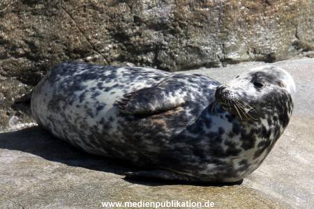 Hagenbeck Eismeer 22062012 018
