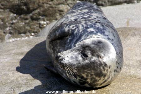 Hagenbeck Eismeer 22062012 019