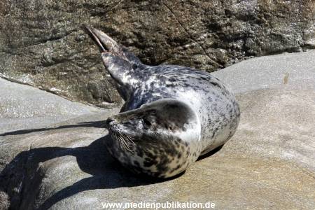 Hagenbeck Eismeer 22062012 020