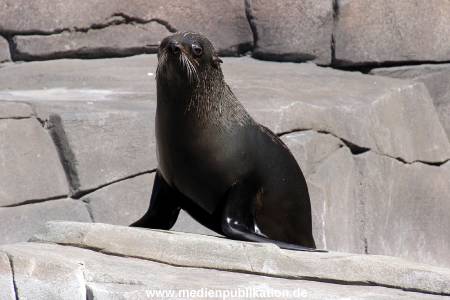 Hagenbeck Eismeer 22062012 026