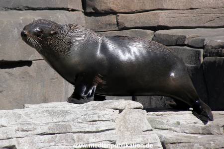 Hagenbeck Eismeer 22062012 027