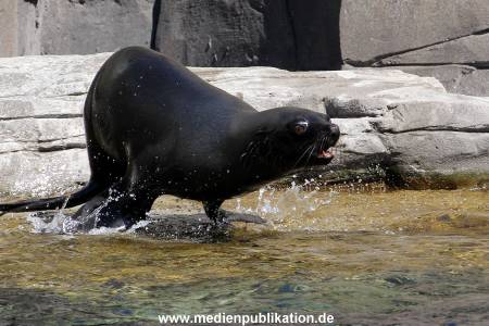 Hagenbeck Eismeer 22062012 028