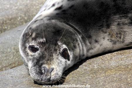 Hagenbeck Eismeer 22062012 029