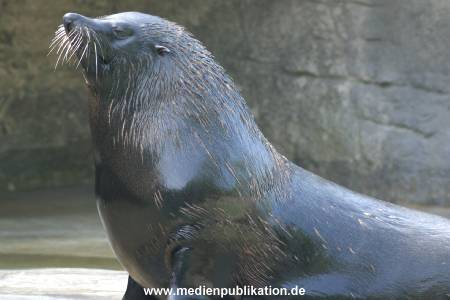 hagenbeck 05 03 027
