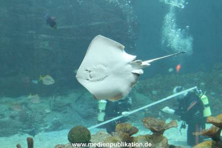 Hagenbeck Inventur 29122014 013