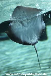 Hagenbeck Rochen 21012016 003