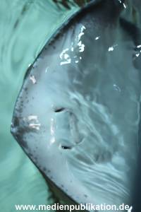 Hagenbeck Rochen 21012016 004