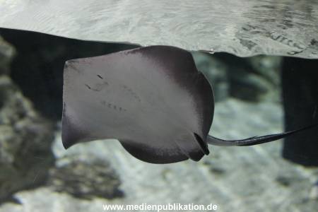 Hagenbeck Rochen 21012016 008