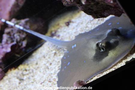 Hagenbeck Rochen 21012016 024