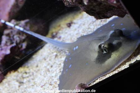 Hagenbeck Rochen 21012016 025