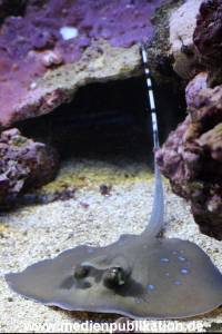 Hagenbeck Rochen 21012016 026