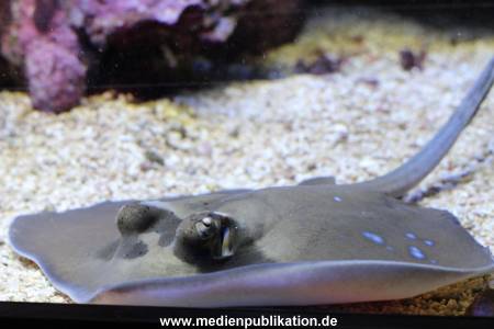Hagenbeck Rochen 21012016 029