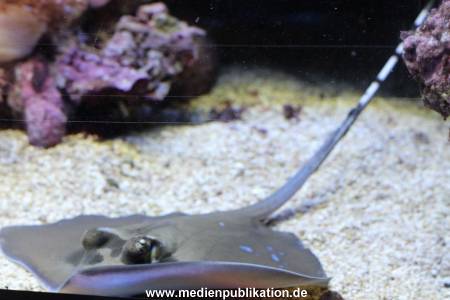 Hagenbeck Rochen 21012016 030