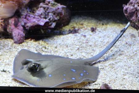 Hagenbeck Rochen 21012016 031