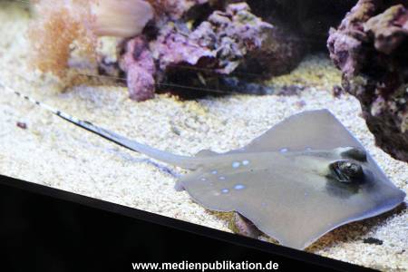 Hagenbeck Rochen 21012016 036