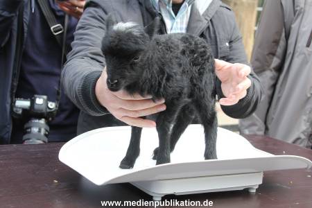 Hagenbeck Inventur 16052013 016